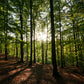 Solstrålar genom skogen