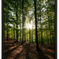 Solstrålar genom skogen
